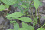 Eastern purple coneflower